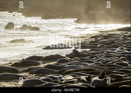 San Simeon, en Californie, USA. 19 mai, 2013. Les éléphants de mer, Mirounga angustirostris, se rassemblent à la colonie de Piedras Blancas sur le San Simeon, California coast le 19 mai 2013. Credit : Crédit : /ZUMA Wire/Alamy Live News Banque D'Images