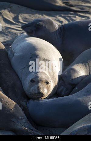 San Simeon, en Californie, USA. 19 mai, 2013. Les éléphants de mer, Mirounga angustirostris, se rassemblent à la colonie de Piedras Blancas sur le San Simeon, California coast le 19 mai 2013. Credit : Crédit : /ZUMA Wire/Alamy Live News Banque D'Images