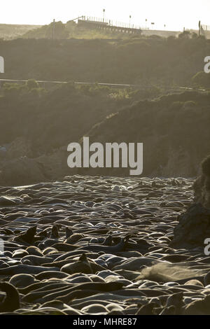 San Simeon, en Californie, USA. 19 mai, 2013. Les éléphants de mer, Mirounga angustirostris, se rassemblent à la colonie de Piedras Blancas sur le San Simeon, California coast le 19 mai 2013. Credit : Crédit : /ZUMA Wire/Alamy Live News Banque D'Images