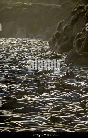 19 mai 2013 - San Simeon, en Californie, États-Unis - les éléphants de mer, Mirounga angustirostris, se rassemblent à la colonie de Piedras Blancas sur le San Simeon, California coast le 19 mai 2013. (Crédit Image : © via Zuma sur le fil) Banque D'Images