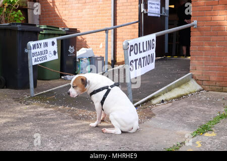 Worcester, Royaume-Uni - Jeudi 3 mai 2018 - Élections locales aujourd'hui pour la ville de Worcester Conseil avec un tiers des sièges du conseil jusqu'à l'élection. Croix Staffie chien attend patiemment son propriétaire à sortir du bureau de vote à la pub de Portobello à Worcester. Photo Steven Mai / Alamy Live News Banque D'Images