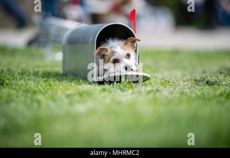 03 mai 2018, l'Allemagne, Dortmund : Jo-Jo le Parson Jack Russell Terrier assis dans un poste américain US fort d'avance sur les Hund und Katz 2018' (chien et chat) 2018 show, qui se déroule du 11 au 13 mai. Photo : Guido Kirchner/dpa dpa : Crédit photo alliance/Alamy Live News Banque D'Images