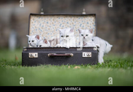 03 mai 2018, l'Allemagne, Dortmund : Six chats British Shorthair assis dans une valise dans un champ, devant le 'Hund und Katz 2018' (chien et chat) 2018 show, qui se déroule du 11 au 13 mai. Photo : Guido Kirchner/dpa dpa : Crédit photo alliance/Alamy Live News Banque D'Images