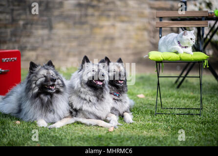 03 mai 2018, l'Allemagne, Dortmund : 'Baby' (r) le British shorthair chat assis sur une chaise pendant que le Keeshond Aimee chiens, Lara et Casey (r-l) se trouvent sur l'herbe, devant le 'Hund und Katz 2018' (chien et chat) 2018 show, qui se déroule du 11 au 13 mai. Photo : Guido Kirchner/dpa dpa : Crédit photo alliance/Alamy Live News Banque D'Images