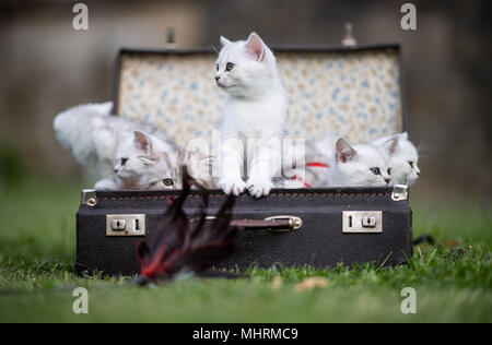 03 mai 2018, l'Allemagne, Dortmund : sept chats British Shorthair assis dans une valise dans un champ, devant le 'Hund und Katz 2018' (chien et chat) 2018 show, qui se déroule du 11 au 13 mai. Photo : Guido Kirchner/dpa dpa : Crédit photo alliance/Alamy Live News Banque D'Images