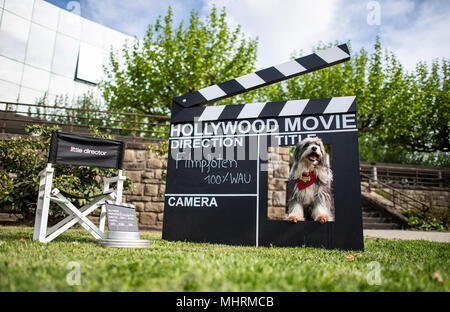 03 mai 2018, l'Allemagne, Dortmund : Tom Tom le Terrier tibétain mongrel derrière un film director's clap avant les 'Hund und Katz 2018' (chien et chat) 2018 show, qui se déroule du 11 au 13 mai. Photo : Guido Kirchner/dpa dpa : Crédit photo alliance/Alamy Live News Banque D'Images