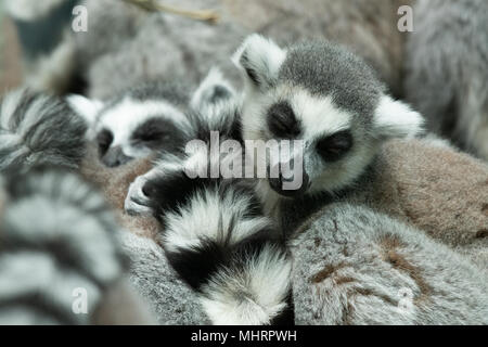 Bristol Zoo Gardens UK. 3 mai 2018. Ring-Tailed trois lémuriens ont été né à Bristol Zoo Gardens dans les trois jours de l'autre. Jumeaux sont nés de mère Ethel et moins de 72 heures plus tard un autre Ring-Tailed Lemur Mavis a aussi donné naissance. Ethel et Mavis, qui sont deux sœurs jumelles, également produit les bébés il y a 12 mois lorsqu'ils ont donné naissance à la même nuit. La nouvelle moyenne lémuriens Bristol Zoo Gardens a maintenant 11 Ring-Tailed lémuriens dans c'est de l'enceinte. C'est vraiment important parce que dans la nature Ring-Tailed lémuriens sont une espèce en voie de disparition. Crédit : Andrew Bartlett/Alamy Live News. Banque D'Images