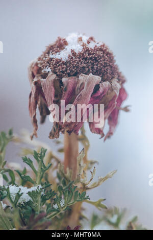 Daisy géant fleur en hiver. Margherita carinatum couvertes de neige. Fleur rouge en hiver. Fleurs de mon jardin. Banque D'Images
