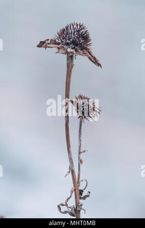 Deux fleurs Échinacée séché en hiver sur l'arrière-plan flou. Coneflowers touchés par la moisissure. Banque D'Images