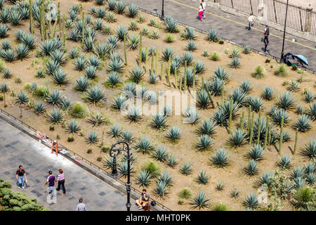 Mexico, mexicain, hispanique, Centro historico, centre historique, Plaza de la Constitucion Constitution Zocalo, Plazuela Plaza del marques, cactus ga Banque D'Images