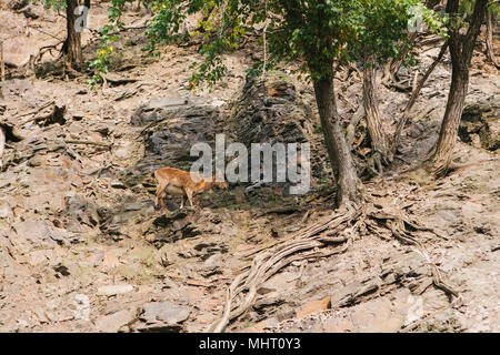 Une jeune chèvre de montagne du Caucase dans un habitat naturel surmonte les montagnes. La survie de l'animal dans des conditions naturelles difficiles. Banque D'Images