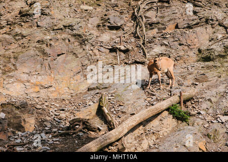 Une jeune chèvre de montagne du Caucase dans un habitat naturel surmonte les montagnes. La survie de l'animal dans des conditions naturelles difficiles. Banque D'Images