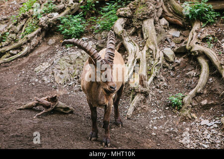 La chèvre de montagne du Caucase avec d'énormes cornes dans un habitat naturel. Animal sauvage. Banque D'Images