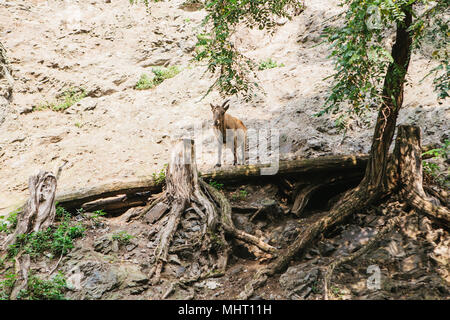 Une jeune chèvre de montagne du Caucase dans un habitat naturel surmonte les montagnes. La survie de l'animal dans des conditions naturelles difficiles. Banque D'Images