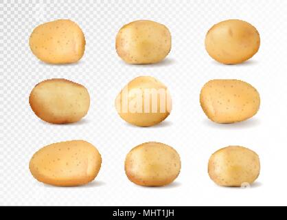 La pomme de terre la terre brune sur l'arrière-plan transparent isolé, ensemble d'images différentes. Vecteur de collecte de pommes de terre réaliste Illustration de Vecteur