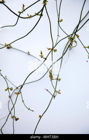Jasmine Vine en herbe Banque D'Images
