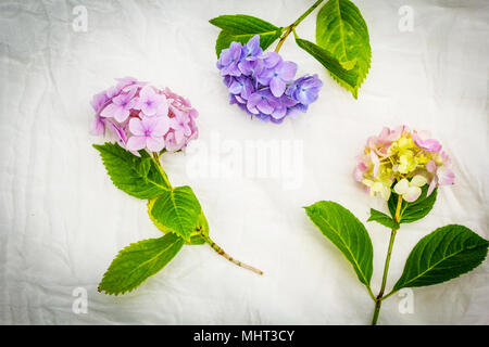 De belles fleurs d'hortensias, pastel sur fond blanc, délicat Banque D'Images