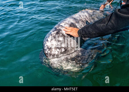 Tout en caressant les mains et toucher une baleine grise Banque D'Images