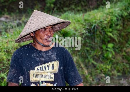 BALI, INDONÉSIE - 17 août 2016 - les gens en grandissant et de l'agriculture champ de riz à Bali en Indonésie. Le riz est la nourriture principale pour l'Indonesian peple Banque D'Images