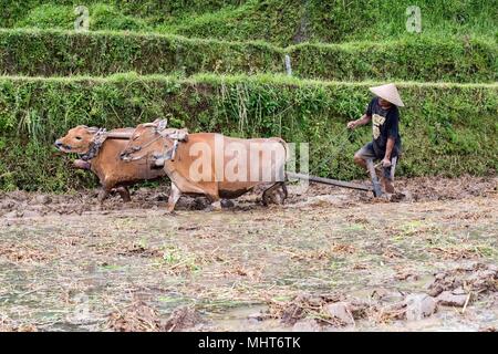 BALI, INDONÉSIE - 17 août 2016 - les gens en grandissant et de l'agriculture champ de riz à Bali en Indonésie. Le riz est la nourriture principale pour l'Indonesian peple Banque D'Images