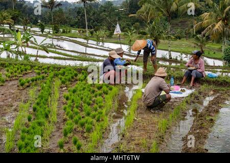 BALI, INDONÉSIE - 17 août 2016 - les gens en grandissant et de l'agriculture champ de riz à Bali en Indonésie. Le riz est la nourriture principale pour l'Indonesian peple Banque D'Images
