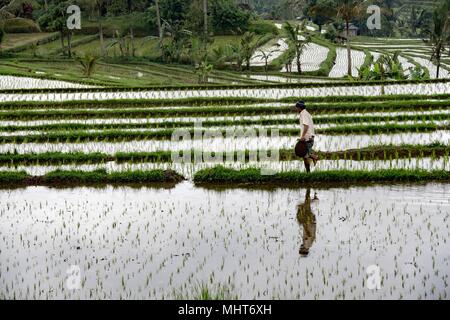 BALI, INDONÉSIE - 17 août 2016 - les gens en grandissant et de l'agriculture champ de riz à Bali en Indonésie. Le riz est la nourriture principale pour l'Indonesian peple Banque D'Images