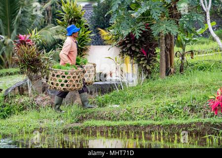 BALI, INDONÉSIE - 17 août 2016 - les gens en grandissant et de l'agriculture champ de riz à Bali en Indonésie. Le riz est la nourriture principale pour l'Indonesian peple Banque D'Images