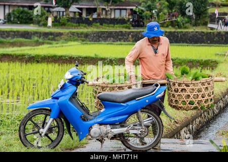 BALI, INDONÉSIE - 17 août 2016 - les gens en grandissant et de l'agriculture champ de riz à Bali en Indonésie. Le riz est la nourriture principale pour l'Indonesian peple Banque D'Images