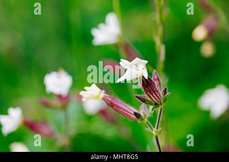 White campion Silene latifolia--dans un champ ,une fleur flétrie blanc sur un calice vert rougeâtre en un point s'effet bokeh background Banque D'Images