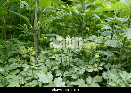 Moschatel Adoxa moschatellina, plantes à fleurs, sur le plancher de bois au printemps, Berks, Avril Banque D'Images