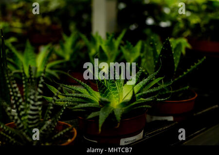 Plante, Pot de Le Coryphantha elephantidens cristata, succulentes plantes en pot pour la décoration de maison, selective focus et l'espace libre pour le texte. Banque D'Images