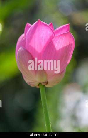 Lotus Sacré, Indisk lotus (Nelumbo nucifera) Banque D'Images