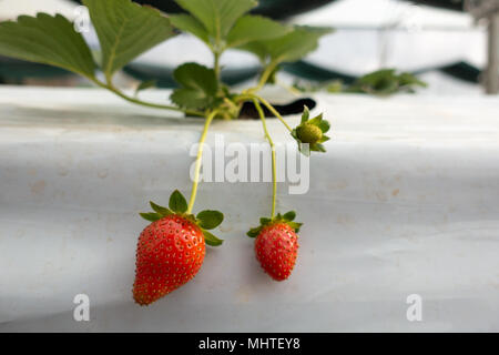 Ferme de fraises hydroponiques. Méthode de culture hydroponique fraise, de plantes dans l'eau, sans sol. Les laitues hydroponiques hydroponique en tuyau Banque D'Images