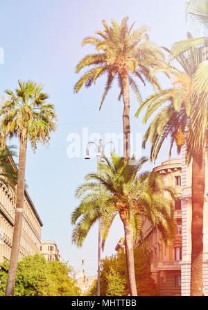 Arrière-plan de palmiers. Palmiers dans le soleil de l'été dans les rues de Rome Banque D'Images