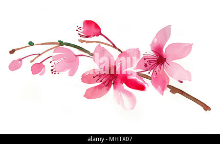 Cerisier en fleurs. Illustration à l'aquarelle Banque D'Images