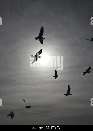 Les oiseaux dans le ciel ensoleillé lumineux. Banque D'Images