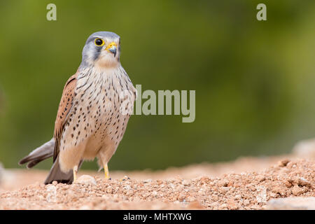 Portrait d'un faucon crécerelle (Falco tinnunculus) perché sur le terrain et fond vert Banque D'Images