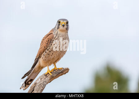 Portrait d'un faucon crécerelle (Falco tinnunculus) perché sur un tronc et fond vert Banque D'Images