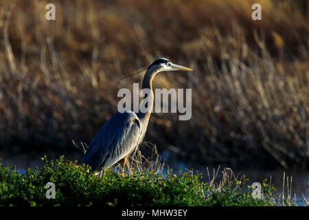 Dans cette photo, un Grand Héron (Ardea herodias) au Refuge d'oiseaux migrateurs de la rivière de l'ours se dresse sur la rive de la rivière de l'Ours et attend qu'un poisson. Banque D'Images