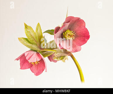Lenten Rose sur un fond noir. Banque D'Images