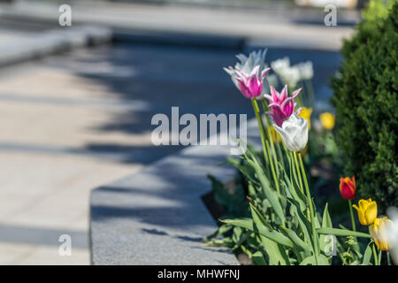 Belles tulipes colorées avec feuille verte dans le jardin avec beaucoup de flou en arrière-plan coloré de fleurs de fleur dans le parc. Banque D'Images