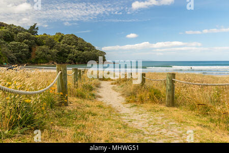 Une voie depuis le parking à Waihi Beach menant à la plage avec des herbes d'été, en pleine floraison. Banque D'Images