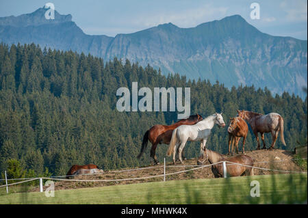 Horse riding stable, Les Saisies, Savoie département de la France. Banque D'Images