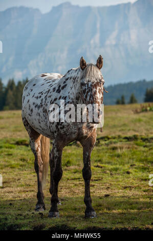 Horse riding stable, Les Saisies, Savoie département de la France. Banque D'Images