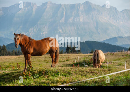 Horse riding stable, Les Saisies, Savoie département de la France. Banque D'Images