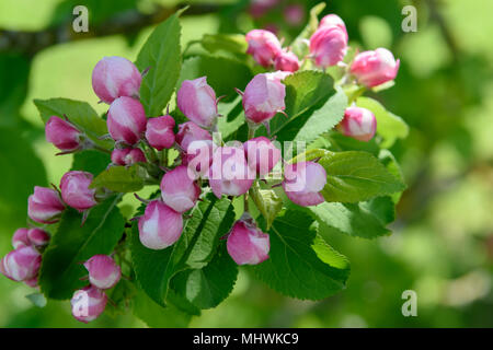 Fleur de printemps en Angleterre Banque D'Images