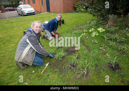 Deux adolescentes la plantation primroses dans nouvelle église jardin communautaire de la faune Mickleton UK Banque D'Images