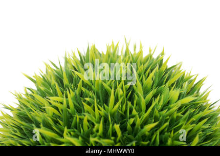 L'herbe verte isolée sur fond blanc Banque D'Images