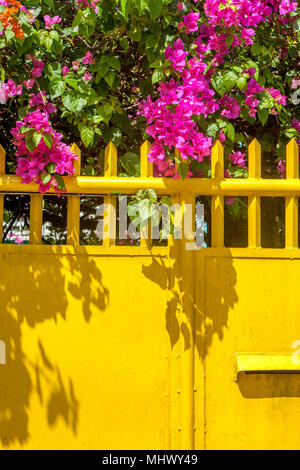 Chaud rose voyante bougainvillea Bougainvillea spectabilis,, fait un accent jardin coloré qui pèsent sur une clôture jaune à Puerto Princesa, Palawan, Phil Banque D'Images