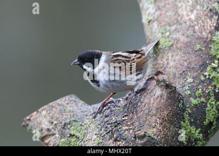 Roseau commun mâle (Emberiza schoeniclus) à été Leys nature reserve, Northamptonshire, Angleterre. Banque D'Images